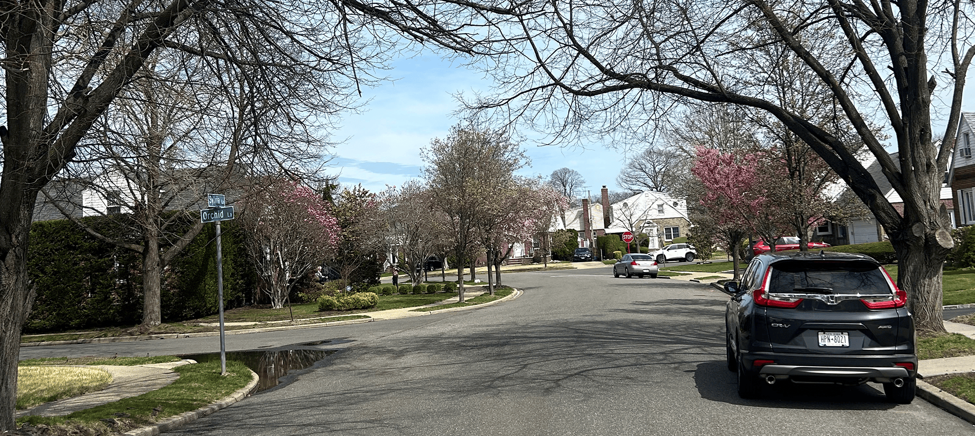 Tree lined road with a black car