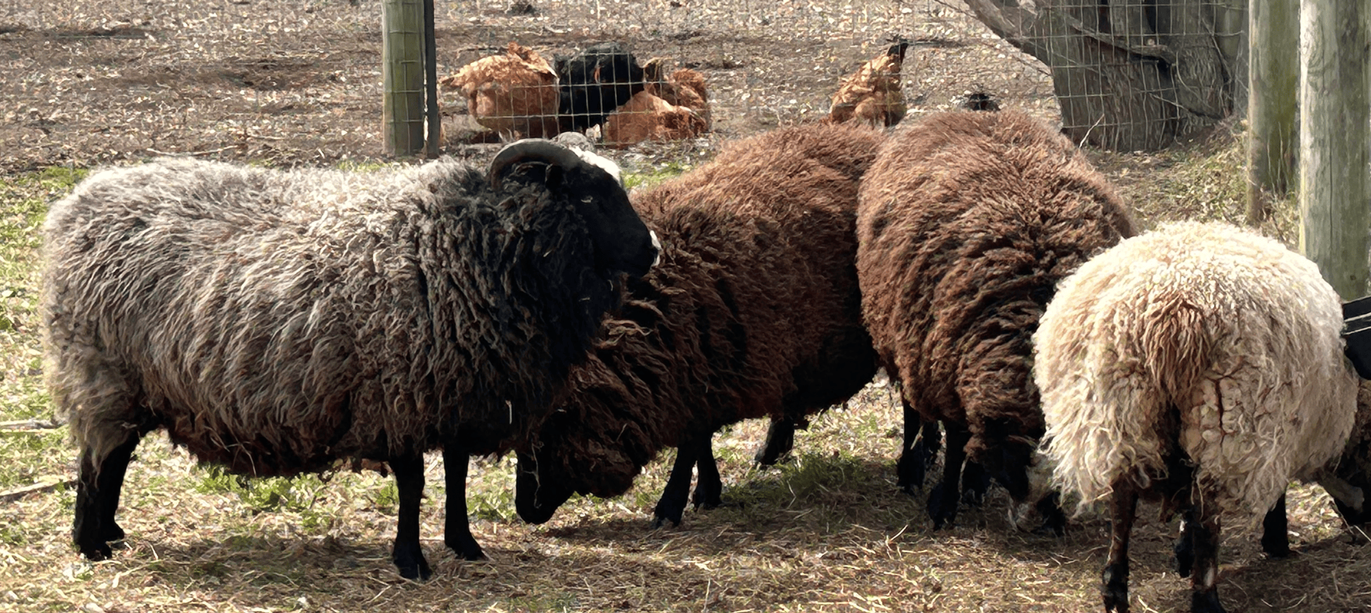 sheep and chickens 